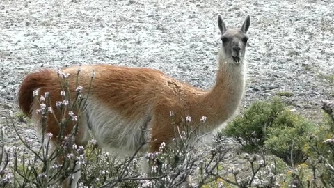 Wild guanaco eating grass behind endemic spring flowers in South America in Stock Footage 264476216