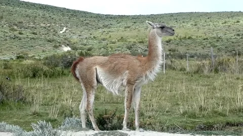 Wild guanaco looking around searching a predator in South America in Patagonia. Stock Footage 264476185
