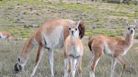 Wild guanaco with two babies chulengo eating in South America in Patagonia in Stock Footage 242025680