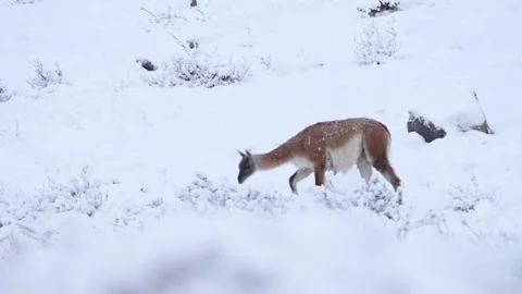 Wild guanaco walking down in snow hills in South America Patagonia in Chile, in Stock Footage 270920739