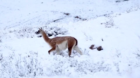 Wild guanaco walking down in snow hills searching for food in Patagonia in Chile Stock Footage 270921400