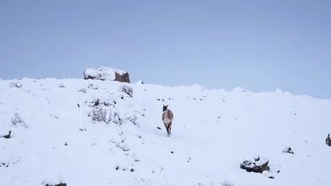 Wild guanaco walking down in snow hills in South America Patagonia in Chile, in Stock Footage 270921617