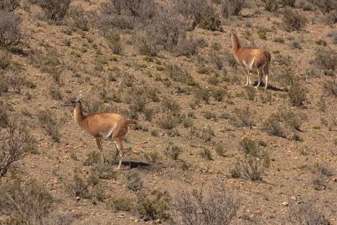 Wild Guanacos in the desert Stock Photos