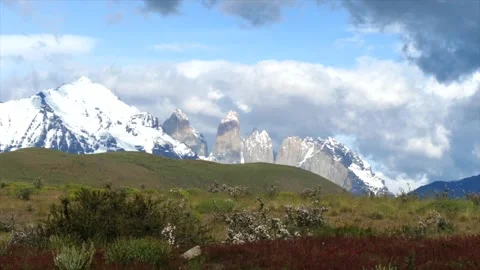 Wild guanacos eating spring grass in Patagonia in Torres del Paine park with Stock Footage 276169755