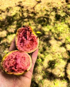 Wild guava Foto stock