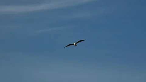 Wild Gull Flying Across Blue Sky in Nuuk Greenland, 4K Slow Motion Stock Footage 345520273