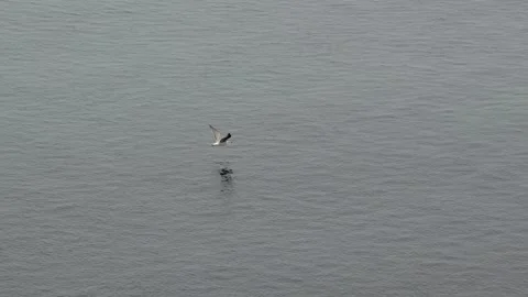 Wild Gull Flying Low Over Sea Near Nuuk Greenland in 4K Stock Footage 345516905