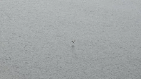 Wild Gull Flying Low Over Sea Near Nuuk Greenland in 4K Stock Footage 345522376