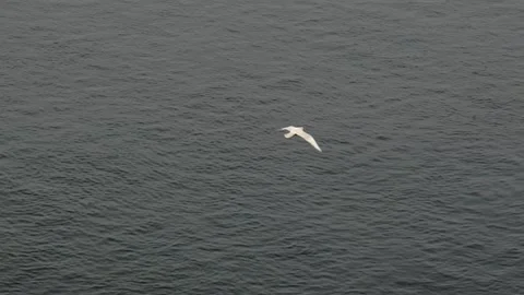 Wild Gull Flying Low Over Sea Near Nuuk Greenland in 4K Stock Footage 345522487
