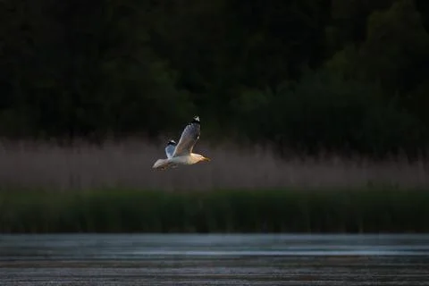 Wild gull soaring low over the river surface with dark green forest and reeds Stock Photos