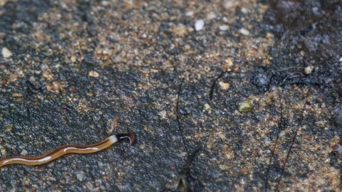 Wild Hammerhead flatworm crawling on wet rock Video stock 118158620