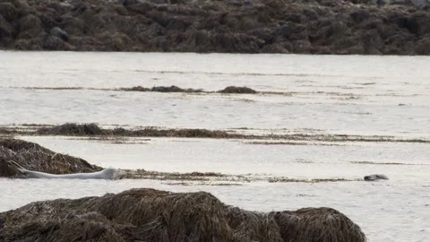 Wild Harbor Seal (Phoca vitulina) Resting on Seaweed Covered Rocks in Icelandic Stock Footage 327264014