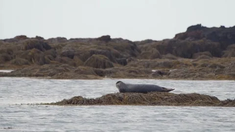 Wild Harbor Seal (Phoca vitulina) Resting on Seaweed Covered Rocks on the Coast Stock Footage 327273152