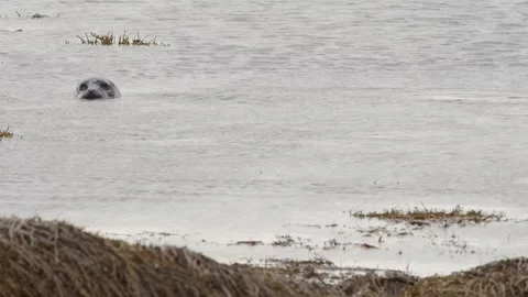 Wild Harbor Seal (Phoca vitulina) in Icelandic Waters Stock Footage 327274591