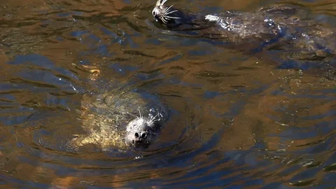 Wild Harbor Seals Basking in Sun Vídeo Stock 93852088