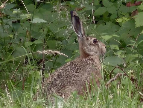 Wild hare among dense green foliage close-up portrait in natural habitat, head Stock Photos