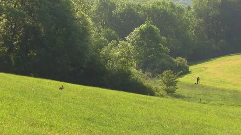 Wild Hare and Human with Camera in meadow landscape  Stock Footage 313952025