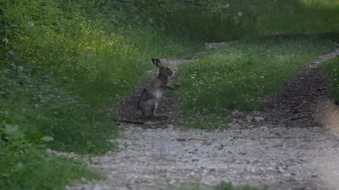 Wild Hare Boxing and Shaking Head Vidéo 334670967