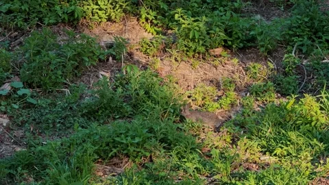 Wild hare camouflaged in dense green grass patch in outdoor park Vidéo 343795327