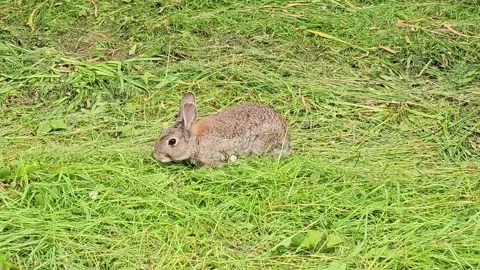 A wild hare is eating grass by itself in a park. Vidéo 342991162