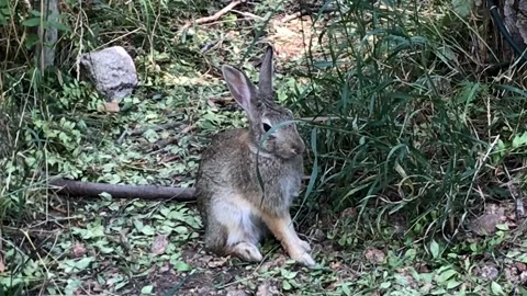 Wild Hare Eating Plants Stock Footage 163075992