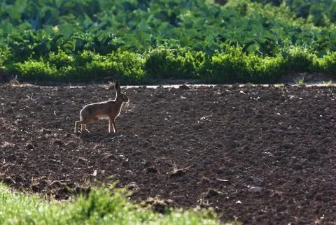 Wild hare on a empty field Stock Photos
