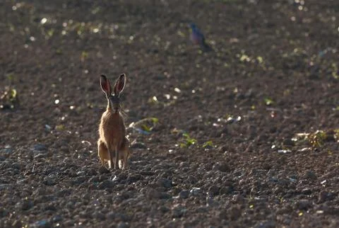 Wild hare on a empty field Foto stock