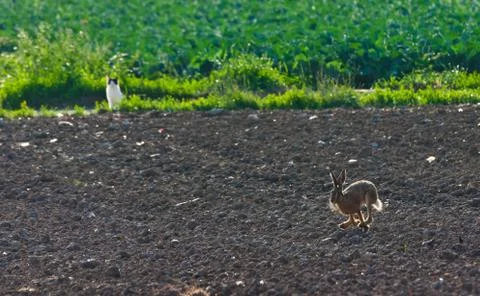 Wild hare on a empty field Stock Photos