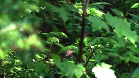 Wild Hare Feeding in a Dense Forest Vidéo 343689986