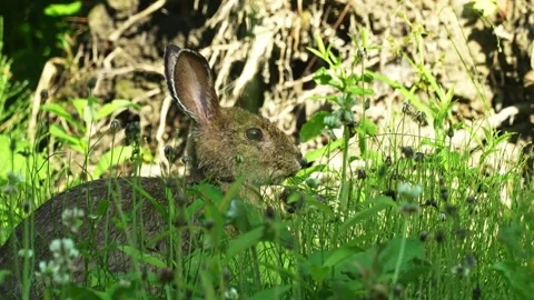 Wild Hare Feeding on Grass and Flowers in Forest Light Vidéo 343772812