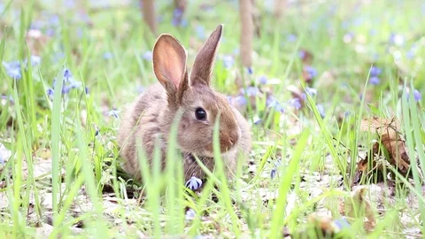Wild hare on a flowering meadow in spring. Stock Footage 106886232