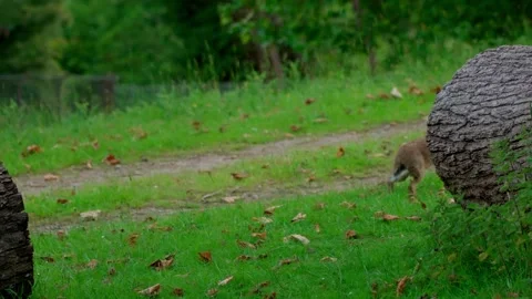 Wild hare Video stock 312689377