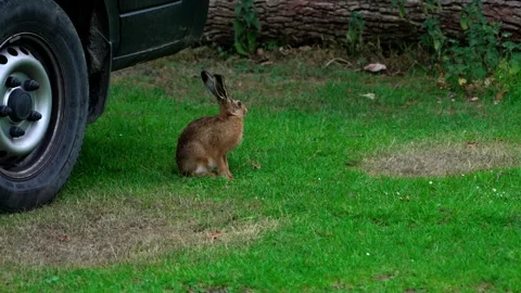 Wild hare Stock Footage 312689381