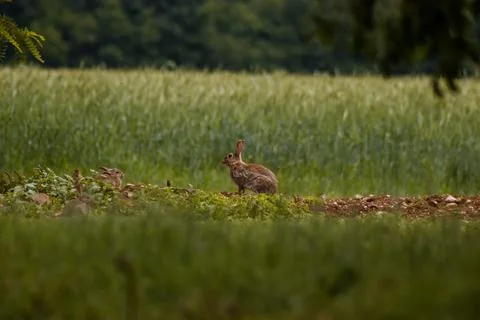 A wild hare in the foreground. Stock Photos