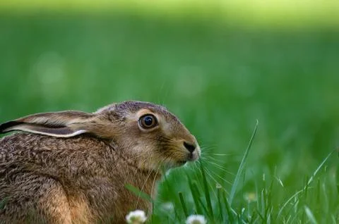 Wild hare found in a field Stock Photos