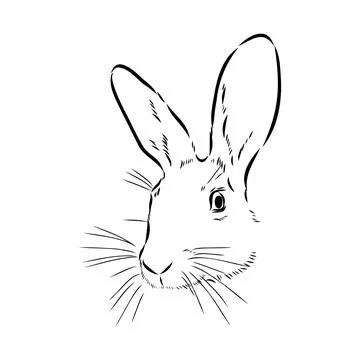 Wild Hare, Hand-Drawn Vector, Graphic Style, Abyssinian hare, vector sketch Stock Illustration
