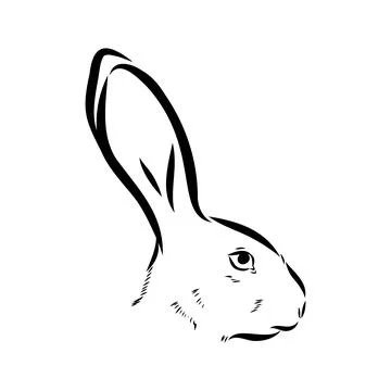 Wild Hare, Hand-Drawn Vector, Graphic Style, Abyssinian hare, vector sketch Stock Illustration