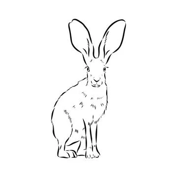 Wild Hare, Hand-Drawn Vector, Graphic Style, Abyssinian hare, vector sketch Stock Illustration