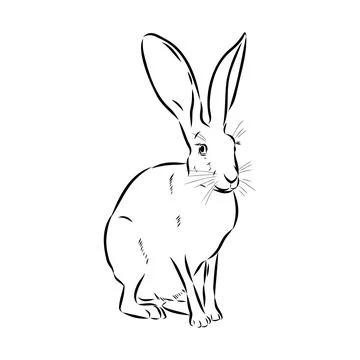 Wild Hare, Hand-Drawn Vector, Graphic Style, Abyssinian hare, vector sketch Stock Illustration