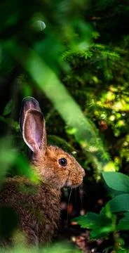 Wild hare illuminated by warm sunlight while partially hidden among lush forest Stock-Fotos