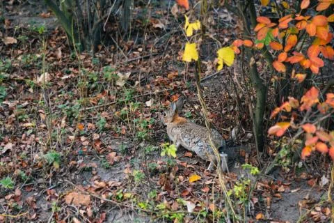 Wild hare jumping in the forest Stock Photos
