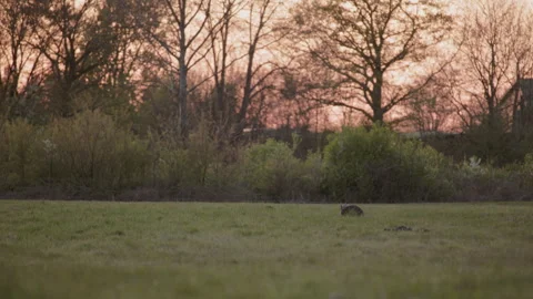 Wild hare on a meadow at sunset, warm pink evening light. 4K 60fps. Stock Footage 334006416