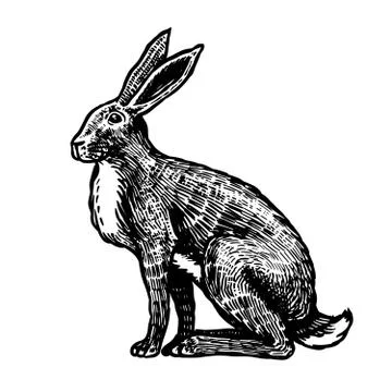 Wild hare or brown rabbit sits. European Bunny or cowardly coney. Hand drawn Stock Illustration