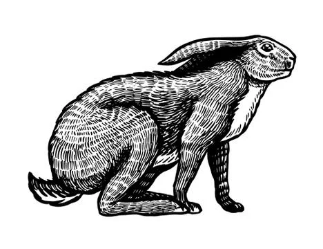 Wild hare or brown rabbit sits. European Bunny or cowardly coney. Hand drawn Stock Illustration