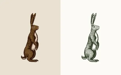 Wild hare or brown rabbit stands on its hind legs. European Bunny or cowardly Stock Illustration
