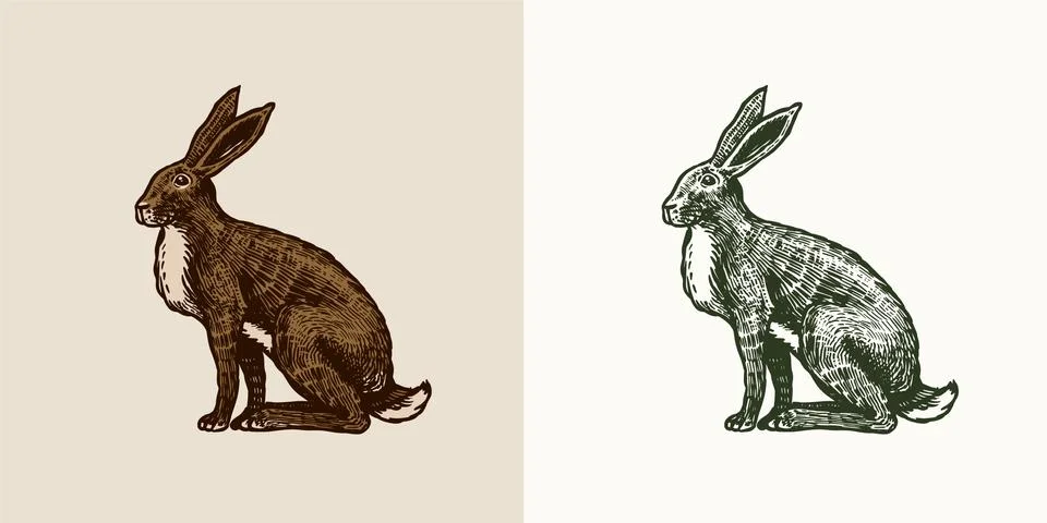 Wild hare or brown rabbit sits. European Bunny or cowardly coney. Hand drawn Stock Illustration
