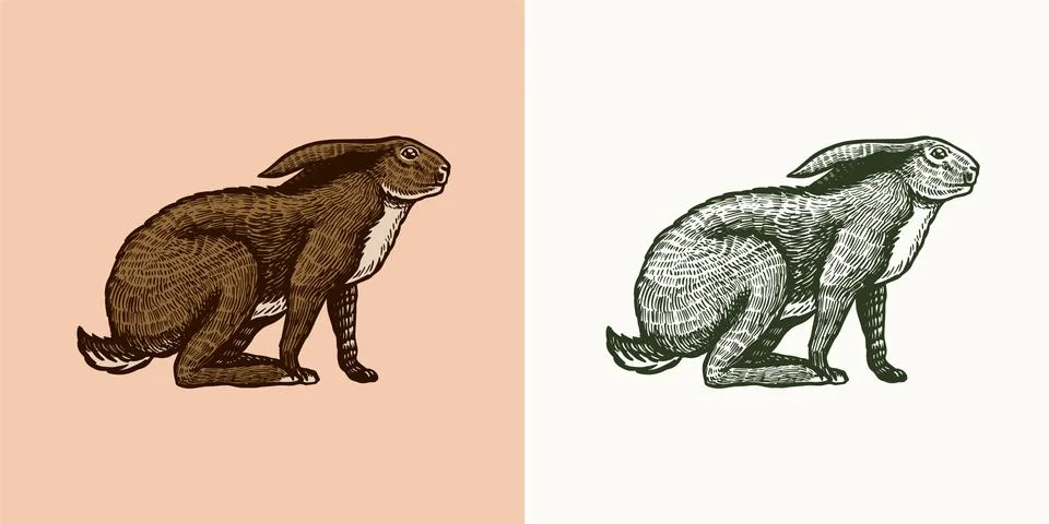 Wild hare or brown rabbit sits. European Bunny or cowardly coney. Hand drawn Stock Illustration