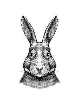 Wild hare or rabbit. Cute Bunny or coney. Hand drawn engraved old sketch for T Stock Illustration