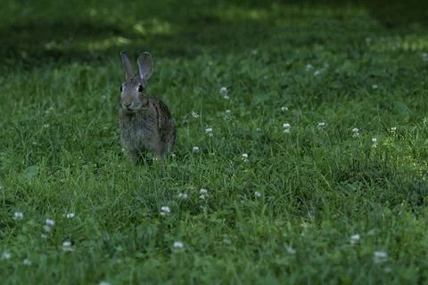 A wild hare or rabbit in the grass of the lawn. Stock Photos