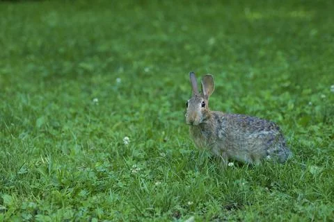 A wild hare or rabbit in the grass of the lawn. Stock Photos